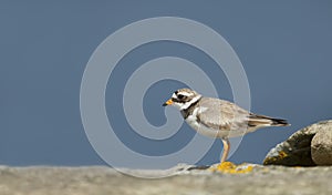 Ringed plover on a coastal area of Noss island, Scotland