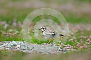 Ringed plover on a coastal area of Noss island, Scotland