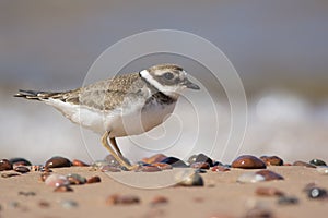 Ringed Plover