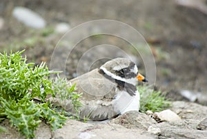 Ringed Plover on Nest