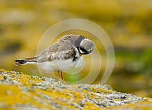 Ringed Plover Preening