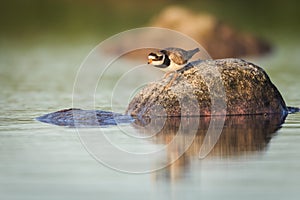 Ringed plover, slippery when wet!