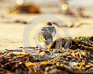 Ringed plovers on beach photo