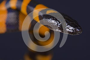 Ringed python / Bothrochilus boa photo