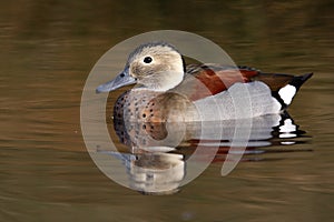 Ringed or ring necked teal, Callonetta leucophrys