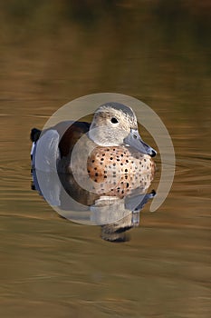 Ringed or ring necked teal, Callonetta leucophrys