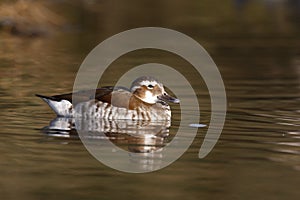 Ringed or ring necked teal, Callonetta leucophrys