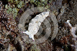 Ringed Sap-sucking Slug Plakobranchus ocellatus