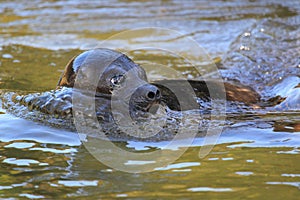 Ringed seal