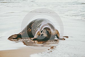 Ringed Seal funny animal on sandy sea beach