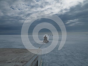 Ringed seal hunt in the Canadian Arctic, subsistence hunting with Inuit hunters