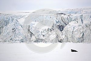 Ringed Seal on the Ice