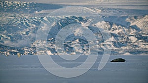 Ringed seal resting on an ice floe while Polar bear stalking behind