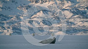 Ringed seal resting on an ice floe while Polar bear stalking behind