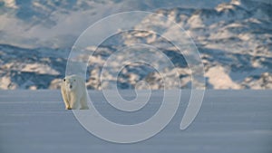 Ringed seal resting on an ice floe while Polar bear stalking behind