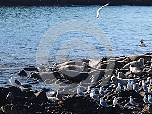 Ringed seal rookery on rocky reef by Kamchatka Peninsula.