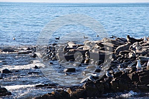 Ringed seal rookery on rocky reef by Kamchatka Peninsula.