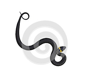 Ringed snake, grass snake. Natrix, natrix. Isolated on a white background