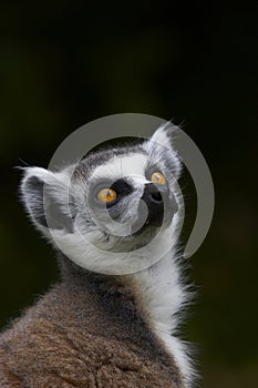 Ringed-tailed Lemur