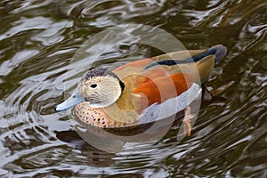 Ringed Teal