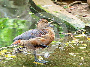 Ringed teal Callonetta leucophrys