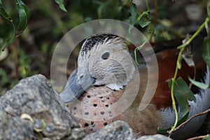 Ringed teal Callonetta leucophrys 2