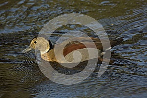 The ringed teal Callonetta leucophrys.