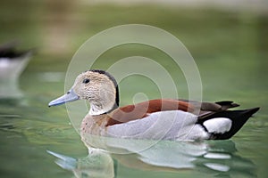 The ringed teal (Callonetta leucophrys)