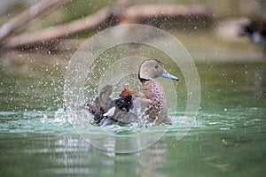 The ringed teal (Callonetta leucophrys)