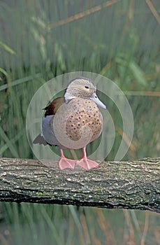 Ringed teal, Callonetta leucophrys