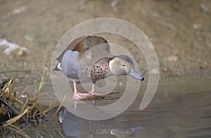 Ringed teal, Callonetta leucophrys