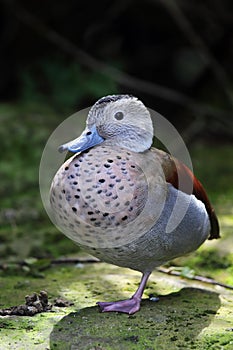 Ringed Teal (Callonetta leucophrys)