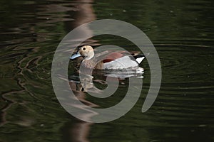 Ringed teal (Callonetta leucophrys).