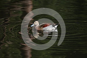 Ringed teal (Callonetta leucophrys).