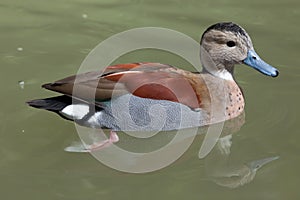 Ringed teal Callonetta leucophrys.