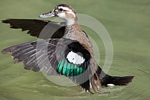 Ringed teal Callonetta leucophrys.