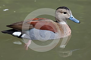 Ringed teal Callonetta leucophrys.