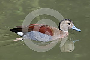 Ringed teal Callonetta leucophrys.