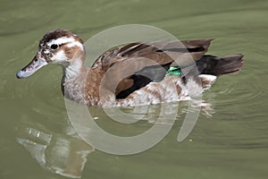 Ringed teal Callonetta leucophrys.