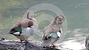 Ringed teal Callonetta leucophrys cleans its feathers