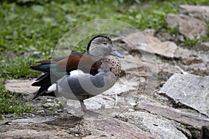 Ringed teal, Callonetta leucophrys, stands ashore and dozes
