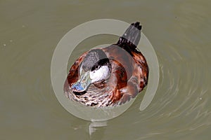 Ringed teal, Callonetta leucophrys swimming in water in its habitat