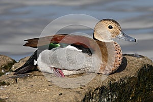 Ringed Teal duck