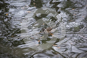 Ringed Teal Duck