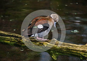 Ringed Teal Duck Callonetta Leucophrys