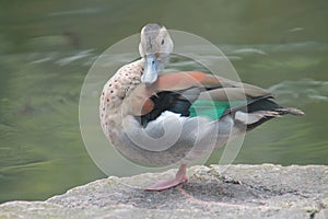 a ringed teal duck (Callonetta leucophrys) standing by the pond