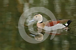 A Ringed teal or Ringed-necked Teal Callonetta leucophrys swimming in a stream.