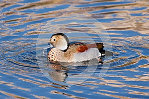 Ringed Teal swimming across a lake in London