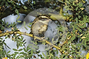 Ringed Warbling Finch, Poospiza torquata, in Calden Forest environment, La Pampa photo