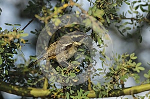 Ringed Warbling Finch, Poospiza torquata, in Calden Forest environment, photo